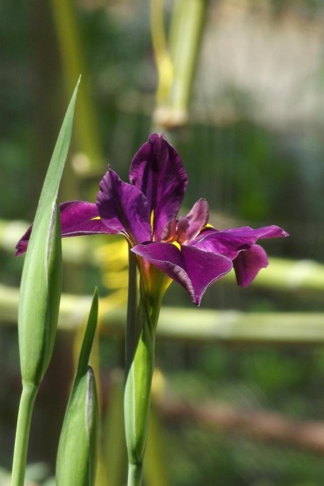 Bed and Breakfast Backyard Garden Oasis Middletown Exterior foto