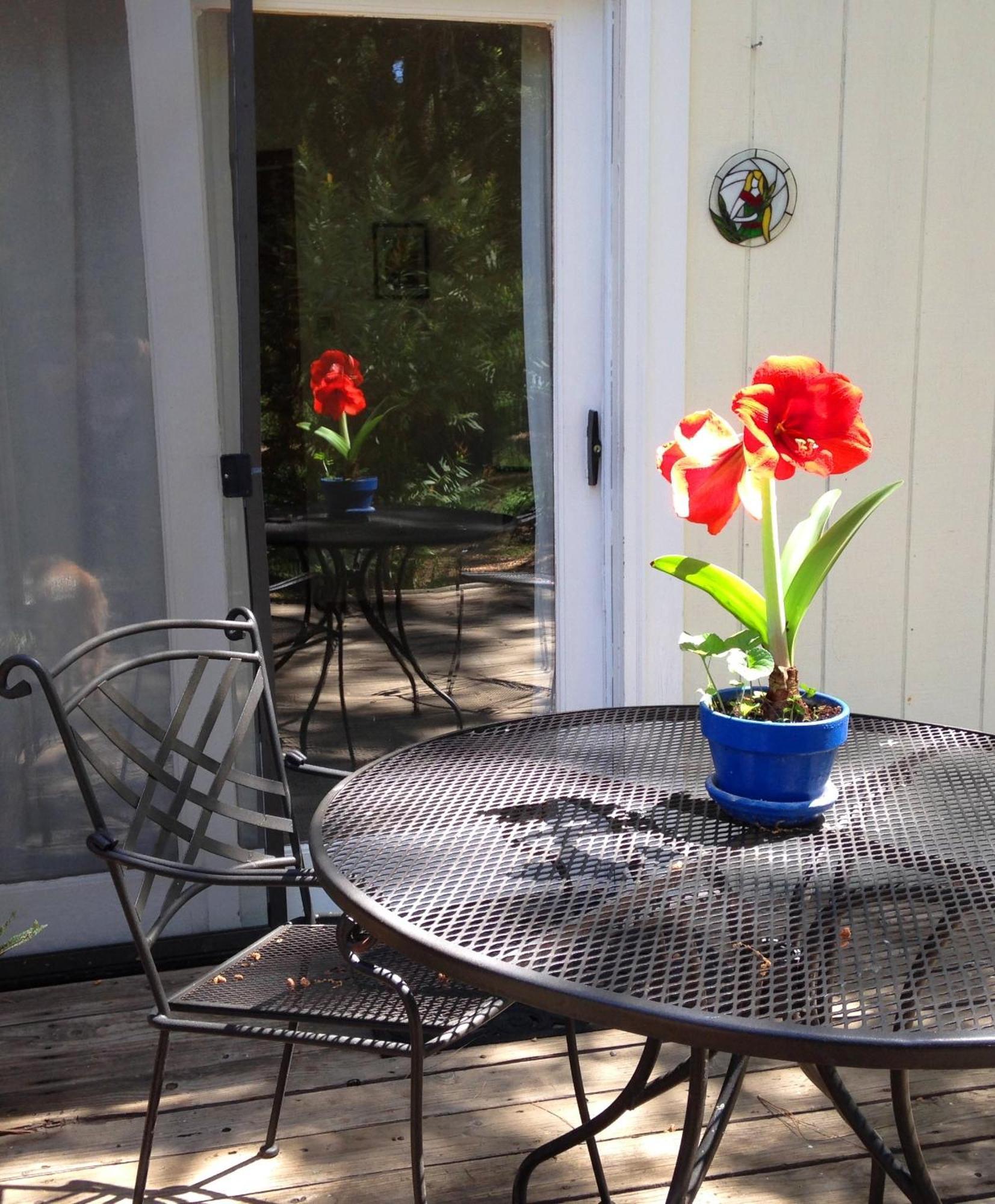Bed and Breakfast Backyard Garden Oasis Middletown Exterior foto