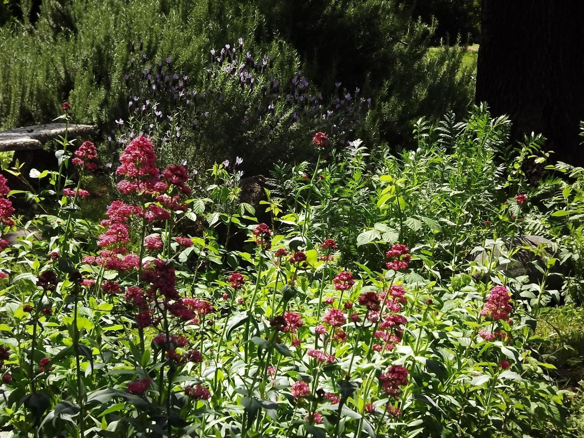 Bed and Breakfast Backyard Garden Oasis Middletown Exterior foto